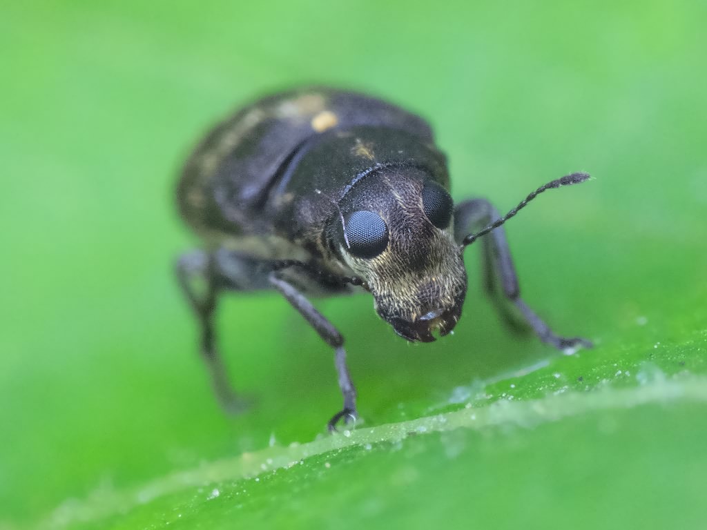 Rhaphitropis marchica (Herbst, 1797)